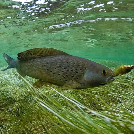 Underwater view of a grayling with a fly in its mouth, surrounded by green weeds.