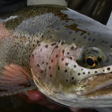 Close-up of a rainbow trout's head and speckled body.