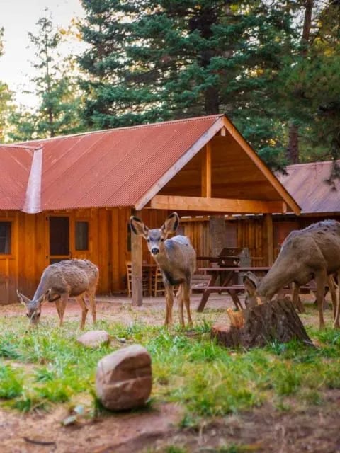Exterior of wooden cabin with 3 deer grazing on grass out front
