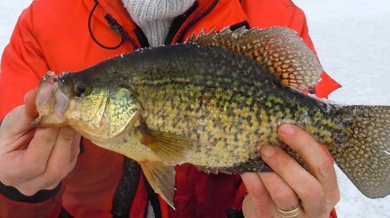 Angler in an orange jacket holding a large crappie fish