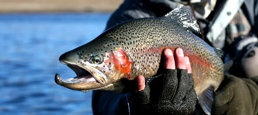 Angler holding a large, colorful rainbow trout with an open mouth